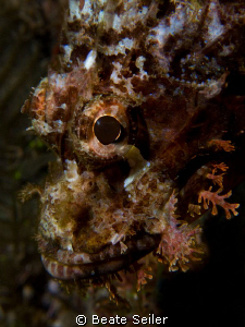 Scorpionfish , taken with canon G10 
 by Beate Seiler 